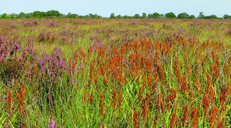 Natural Beauty around Bowness-on-Solway